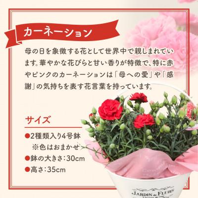 ふるさと納税 田村市 【先行受付 2026年母の日】カーネーション2種「4号鉢バスケット入り」鉢植え |  | 01