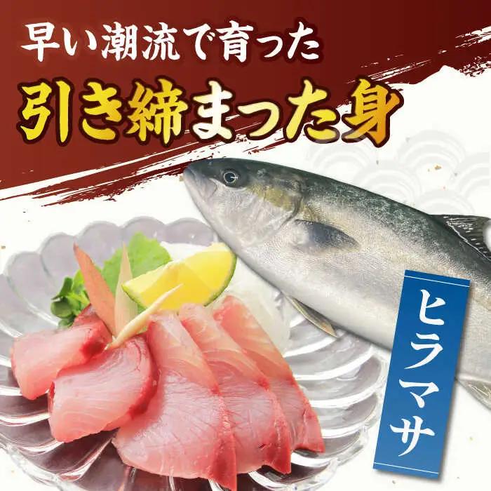 新上五島町産養殖ヒラマサ（ヒラス）片身フィーレ[RBP007] ヒラマサ ヒラス ヒラマサ ヒラス ヒラマサ ヒラス ヒラマサ ヒラス ヒラマサ ヒラス ヒラマサ ヒラス九州 長崎