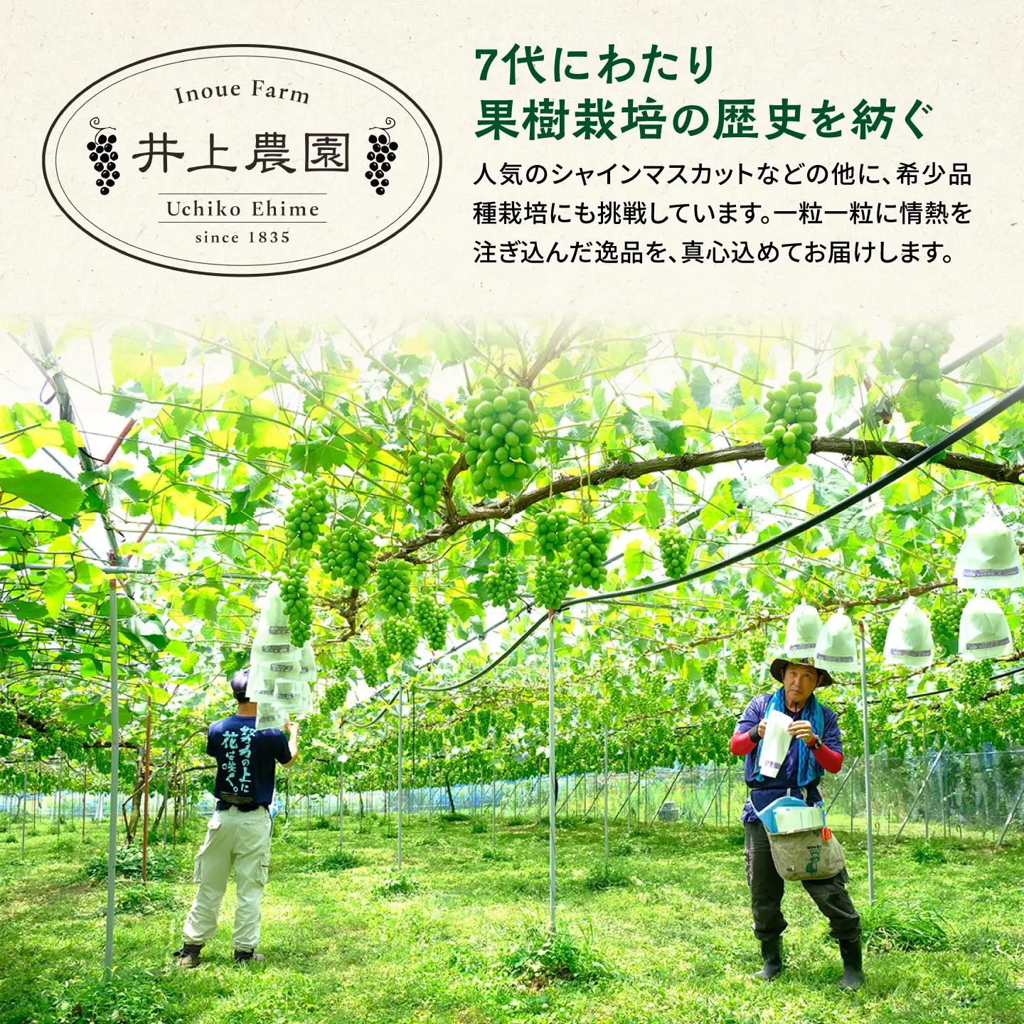 シャインマスカット 2kg (3から4房) BKCS003