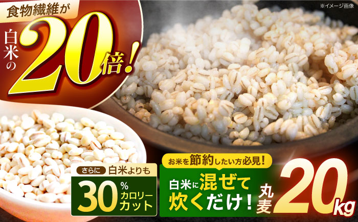もち麦よりも『ぷりっ』とした弾力 丸麦 (長崎県産) 20kg / 麦 むぎ 雑穀 雑穀米 麦ごはん 麦みそ 麦味噌 食物繊維 長崎県産 米 こめ コメ ※ / 諫早市 / 有限会社伊東精麦 [AHBU001]