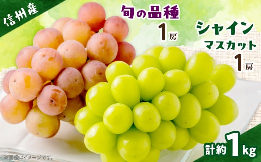 
            ＜信州産ぶどう2房セット＞ シャインマスカット1房・旬の品種1房(約500g×2房)【1499822】
          