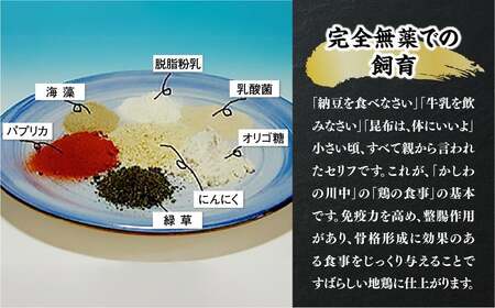 超新鮮！淡海地鶏ねぎ塩