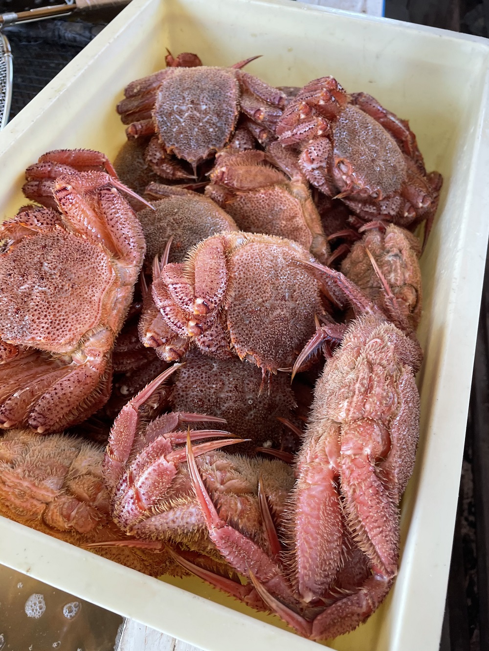活ゆで毛蟹（2尾×400ｇ）計800g【冷凍】カニ 毛ガニ 蟹 北海道かに 北海道カニ 国産カニ かに 毛蟹 冷凍かに