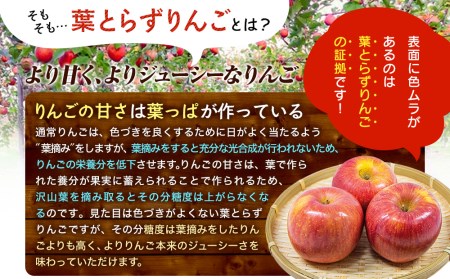 りんご さとう農園の葉とらずリンゴ サンふじ 5kg 葉とらず 家庭用 フルーツ 果物 おやつ 冬 旬 旬のフルーツ 旬の果物 お取り寄せ 蜜入り 産地直送 岩手 盛岡市 予約 2024 2024年 