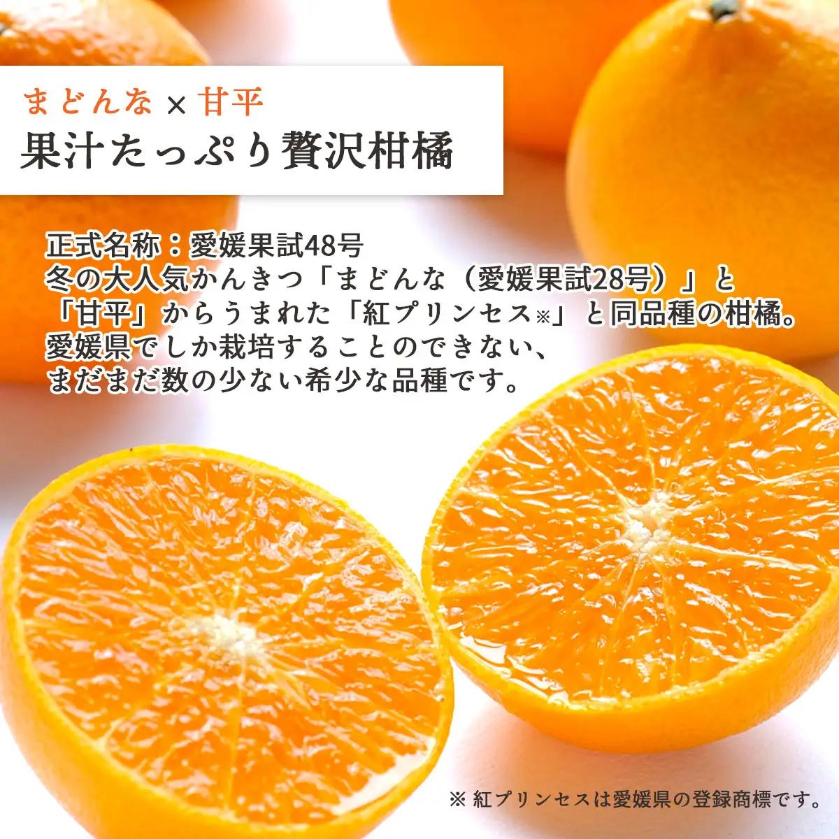 【先行受付】【ご家庭用】甘平×まどんな 1.5kg 「紅プリンセス」と同品種 愛媛果試48号【C25-316】【1713692】 YWTAP257