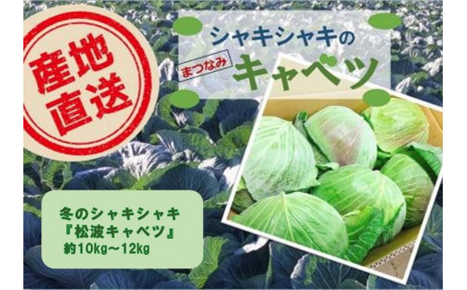 
                  ＜先行予約＞【大阪泉州特産】冬のシャキシャキ『松波キャベツ』 | 貝塚市 キャベツ きゃべつ 産地直送 泉州野菜 冬キャベツ お取り寄せ 甘いキャベツ 通販 シャキシャキキャベツ 農家直送 大阪 特産品 野菜 国産 冬野菜 人気 おすすめ 送料無料
                
