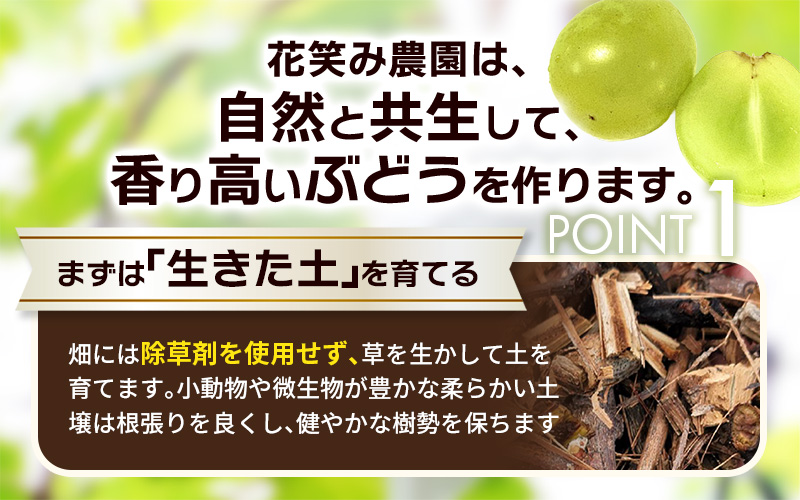 【2026年先行予約】土づくりからこだわったぶどう詰め合わせ 3種セット 1.8kg 3房 家庭用｜ ぶどう 葡萄 果物 くだもの フルーツ 送料無料 岡山県 岡山　ぶどう 粒 数量限定 ぶどう 食べ