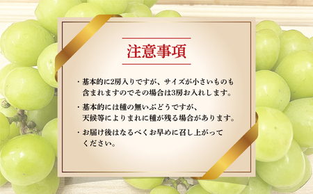 訳あり シャインマスカット 1.2kg ( 2~3房 ) マル南フルーツ マスカット 数量限定 マスカット 大粒 マスカット 種無し マスカット 甘い マスカット ぶどう 葡萄 産地直送 マスカット 