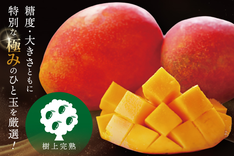 【2026年7月より順次発送】豊見城産マンゴー『殿内之宝(どぅんちのたから)・極』約1.5kg｜マンゴー フルーツ 果物 くだもの 先行予約 完熟マンゴー 沖縄フルーツ おきなわ 沖縄 沖縄県 豊見城市(DR002)