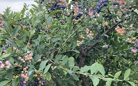 A24-002 だいせんのめぐみブルーベリージャムセット