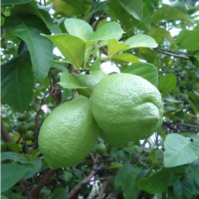 ふるさと納税 由良町 【産直】和歌山産グリーンレモン約3kg(サイズ混合)(由良町) |  | 01