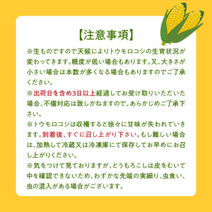 ＳＤＧｓ米糠堆肥で作ったとうもろこし「博多あまっコーン（品種おおもの）」約４.5キロ以上_酒見農産_Gv035