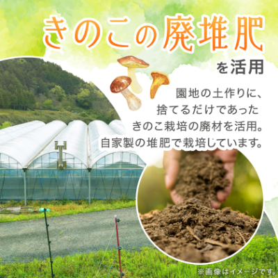 【2025年先行受付】岡山県美作市産　シャインマスカット　2kg(3～5房)【配送不可地域：離島】