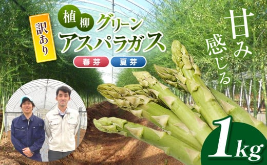  ( 訳アリ品 )  甘み感じる 植柳グリーンアスパラガス（春芽・夏芽）1kg  ( 先行予約 2025年 6月 ～ 発送予定 )｜ アスパラ アスパラガス 野菜 山口 美祢 特産品 名産品 旬 1kg