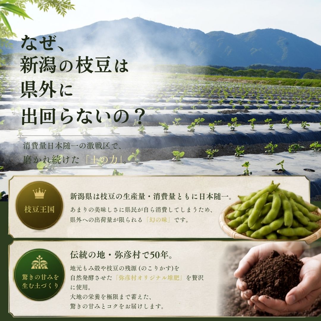 【先行予約】 朝どり新鮮 新潟 枝豆 えだまめ 茶豆 3kg | 特産品 野菜 おつまみ 晩酌 濃厚な甘さ お取り寄せ おすすめ プレゼント ギフト 贈答 贈り物 1キロ 新潟県 弥彦村 農事組合法人