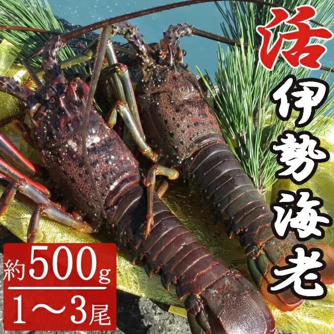 活き伊勢海老 1?3尾 0.5kg 伊勢海老