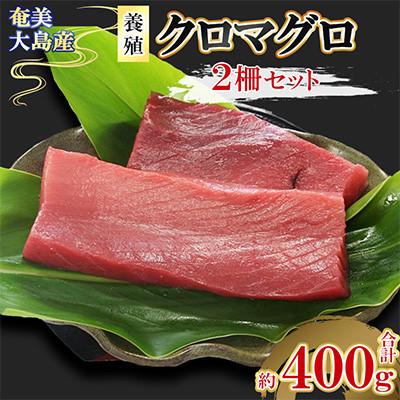 ふるさと納税 瀬戸内町 奄美大島産養殖クロマグロ(2柵セット)