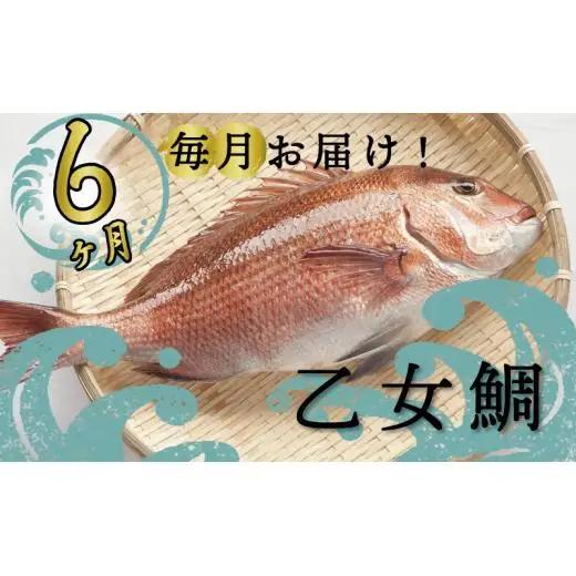 【 鯛 】 乙女鯛定期便 6ヶ月
