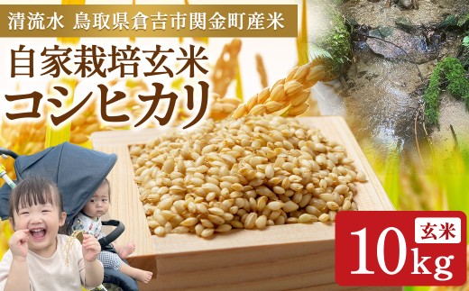 【令和8年産米】コシヒカリ 玄米 10kg 新米 お米 米 こめ コメ こしひかり 玄米 コシヒカリ ご飯 ごはん 鳥取県 倉吉市産