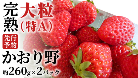 【 2026年1月上旬発送開始 】 完熟 かおり野 260g×2P 国産 いちご イチゴ 苺 果物 フルーツ 茨城県産 KEK [BC024sa]