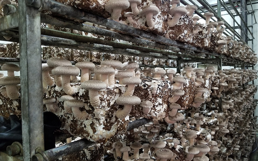 No.468 訳ありでも美味しい！自然の恵み生椎茸1.44kg