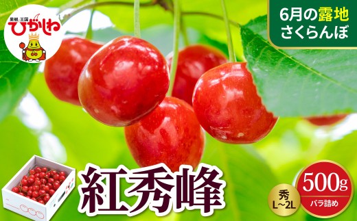 【2027年産先行予約】東根産のさくらんぼ「紅秀峰」秀L～2L 500gバラ詰め 山形県 東根市 晴天畑提供　hi026-073-r9 山形県 東根市 フルーツ さくらんぼ 露地 紅秀峰 期間限定 先行受付 産地直送