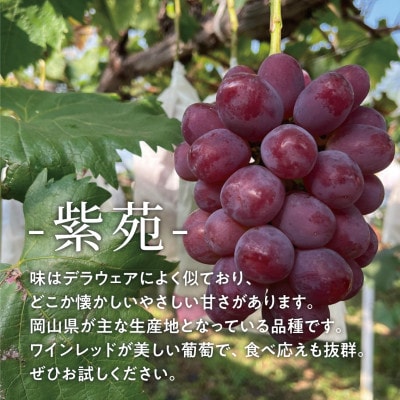 【2026年先行予約】【訳あり】紫苑(しえん)  ご家庭用 約3kg(岡山県産) デラウエアの味わい【配送不可地域：離島】