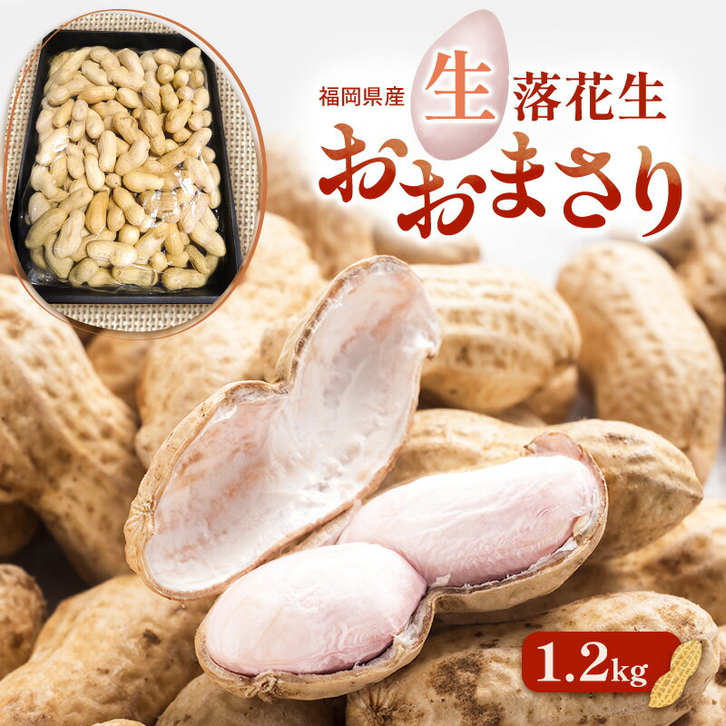 【ふるさと納税】落花生 福岡県産 生落花生 おおまさり 1.2kg ※配送不可:離島　お届け：2025年9月上旬～10月下旬まで
