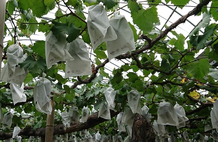 シャインマスカット 約1.8kg 【2房～5房】【2026年7月下旬〜8月下旬頃順次発送予定】