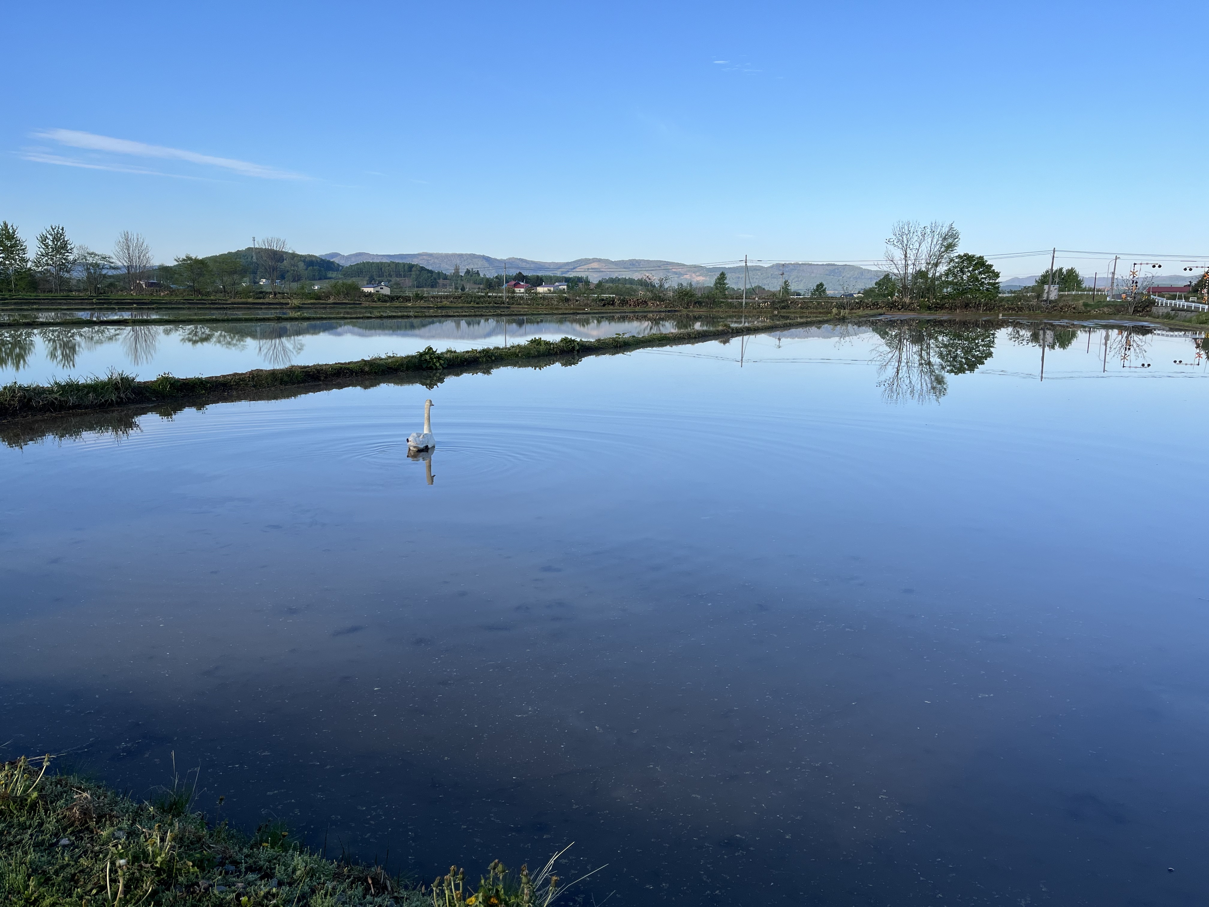 わっさむのおこめ「ゆめぴりか」10kg