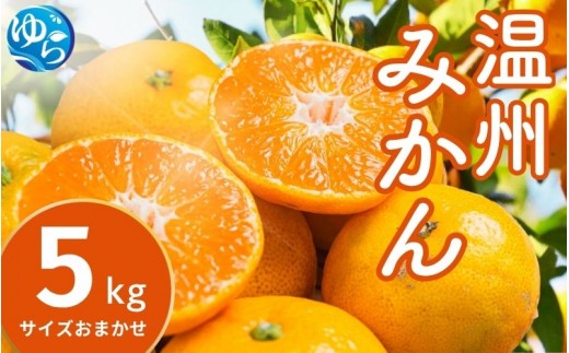 温州みかん 5kg (サイズおまかせ) ※2026年12月中旬～2027年1月下旬に順次発送予定 ※北海道・沖縄・離島配送不可 / ミカン 蜜柑 フルーツ 果物 柑橘 果実 由良町 国産 産地直送 和歌山県【eiw004-r-5】
