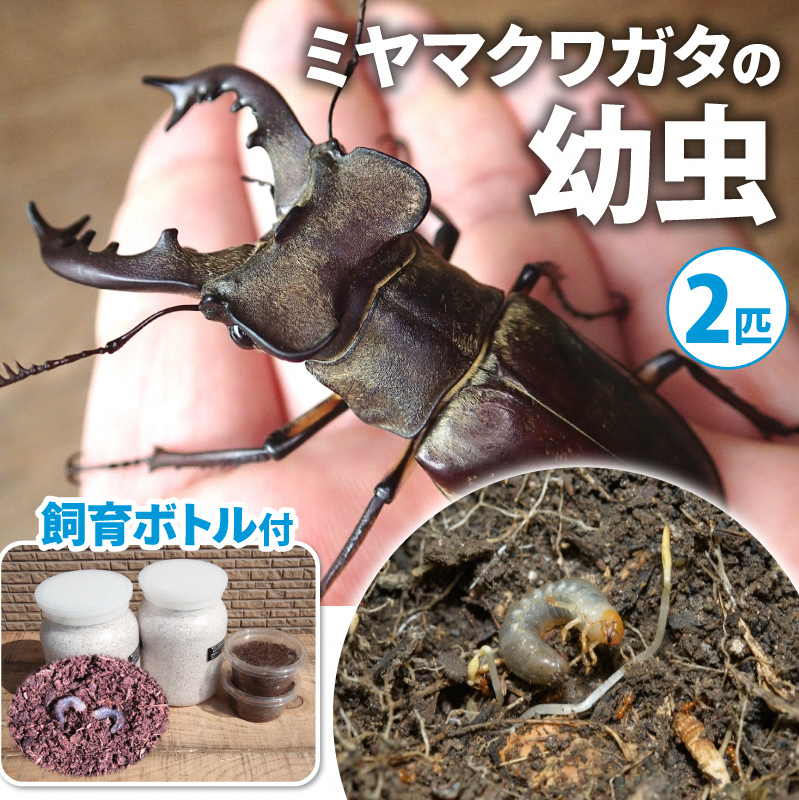 【配送期間は2026年1月下旬～4月上旬に随時配送】ミヤマクワガタ（幼虫・2匹）飼育ボトル付 生き物 昆虫 男の子 子供 飼育観察 大型 夏休み 自由研究 自然 環境 学習 孫 プレゼント 