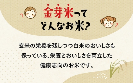 【 定期便 3回 】米 無洗米 金芽米 令和6年 宮城県 加美産 ひとめぼれ 特別栽培米 計 30kg ( 10kg × 3回 )   [ 宮城県 加美町 ]  お米 こめ コメ 精米 白米 玄米 き