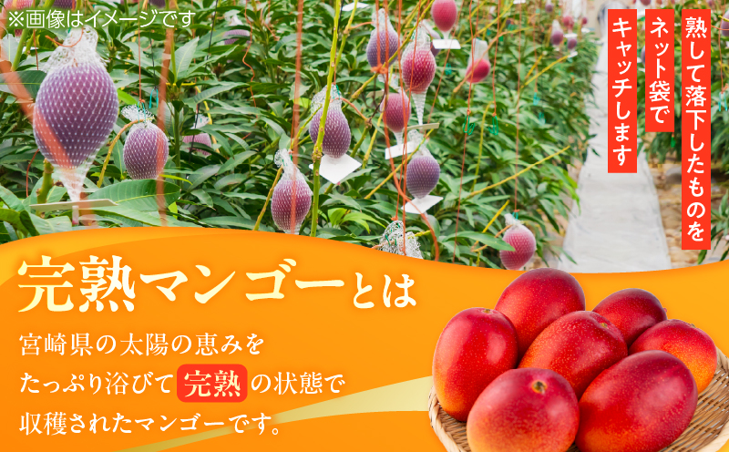 数量限定 完熟マンゴー 3L×2玉 フルーツ 果物 くだもの 国産 期間限定 先行予約 食品 デザート おやつ 人気 おすすめ おすそ分け ご褒美 お祝 お取り寄せ グルメ 産地直送 お土産 ギフト 