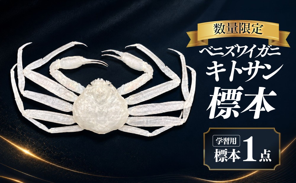 
                  ＜数量限定＞ベニズワイガニ キトサン 標本(1点) | 標本 展示用 標本品 カニ標本 蟹 かに ベニズワイガニ 学習用 教材 コレクション 観賞用 インテリア 自由研究 科学標本 海洋生物 海洋学習 教育用品 ディスプレイ用品 レア 希少品 コレクター向け 鳥取県 境港市
                