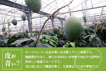 【予約受付】沖縄県石垣島産 キーツマンゴー 700g～900g【1～2玉】【口当たりがなめらかな 高糖度マンゴー】【2024年発送分】