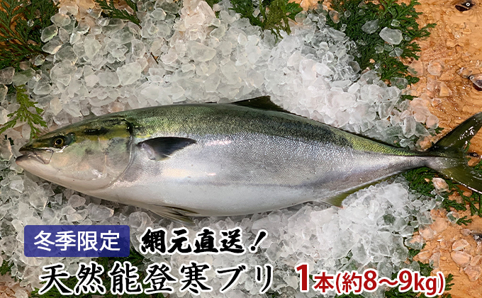 
            [№5984-0132]【納品日指定不可】網元直送！天然能登寒ブリ1本（約8～9kg） 魚介類 活〆 ぶり
          