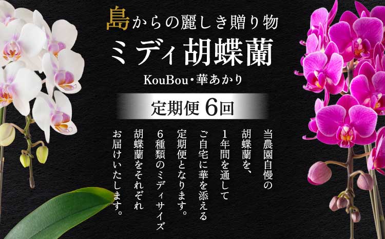 【定期便6回】ミディ胡蝶蘭 〈KouBou・華あかり〉2本立ち 洋蘭 観賞用 植物
