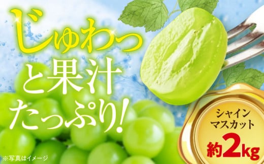【先行予約】【9月上旬より順次発送】ご家庭用シャインマスカット 約2kg（3～5房） 果物 フルーツ ブドウ ぶどう シャインマスカット しゃいんますかっと 2kg 愛媛県大洲市/沢井青果有限会社 [AGBN006] 
