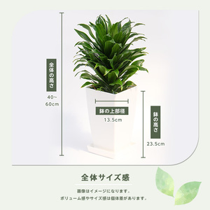 2026年1月中旬～発送【観葉植物】ドラセナ コンパクター40cm～60cm Green Base IB003-036 観葉植物 ※北海道・沖縄・離島配送不可