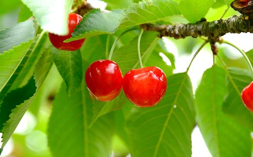 【令和6年産先行予約】 さくらんぼ 「紅秀峰」 約700g (秀 2L