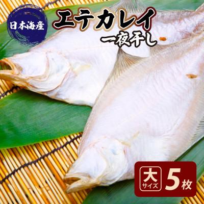 ふるさと納税 京丹後市 【先行予約/店主一押し!絶品干物!高リピート!】エテカレイ一夜干し干物セット 大(夕食サイズ)5枚
