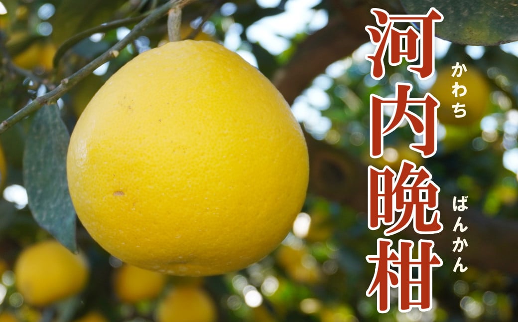 
            家庭用 河内晩柑 樹齢 30年以上 7.5kg （ サイズ ミックス ） 10000円 みかん mikan 蜜柑 ミカン かわちばんかん 愛南ゴールド あいなん ゴールド 文旦 派生 グレープフルーツ 和製 産地直送 国産 農家直送 期間限定 数量限定 特産品 ゼリー ジュース アイス 等に 人気 さわやか 甘い フルーツ 果物 柑橘 規格外 小玉 含む 果樹園みどり 愛南町 愛媛県
          