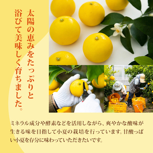【2027年出荷分】小夏 (日向夏) 小夏 1.5kg
