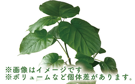 4月上旬～発送【観葉植物】ウンベラータ60cm～80cm(Green Base/014-1370) 南国鹿児島県で育った 観葉植物！植物 鉢付 観葉植物 インテリア 観葉植物 室内 観葉植物 オフィス