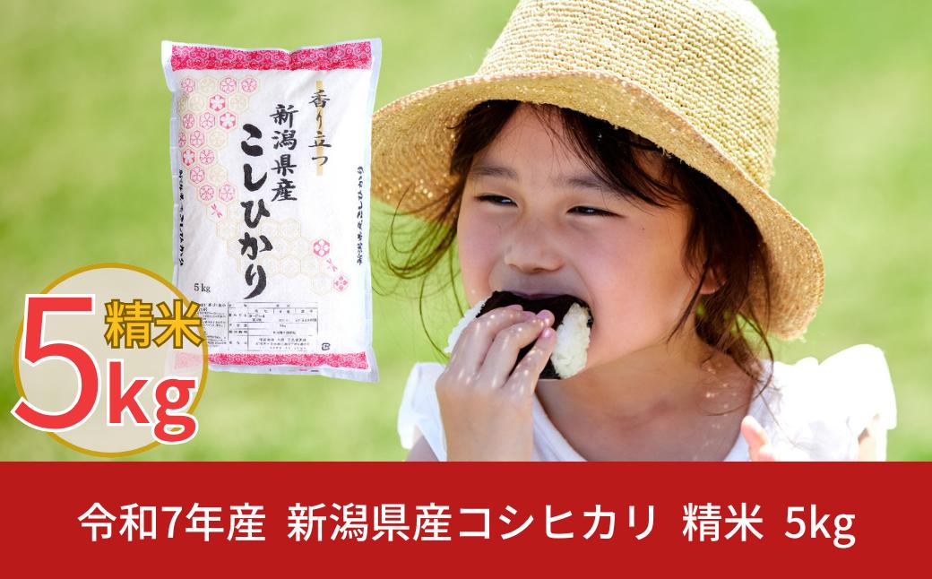 
            新潟県産 コシヒカリ 5kg こしひかり 令和7年産 米 [株式会社白熊]  【010S097】
          
