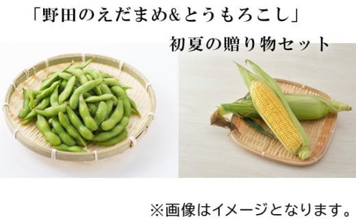 No.243 「野田のえだまめ&とうもろこし」初夏の贈り物セット ／ トウモロコシ 野菜 枝豆 千葉県