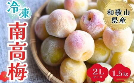 冷凍 南高梅 2Lサイズ 1.5kg (500g×3袋) 紀美野町産 / 梅 梅干し 梅ジャム 梅酒 梅シロップ 大粒 ※2026年7月上旬より順次発送【twn003C】