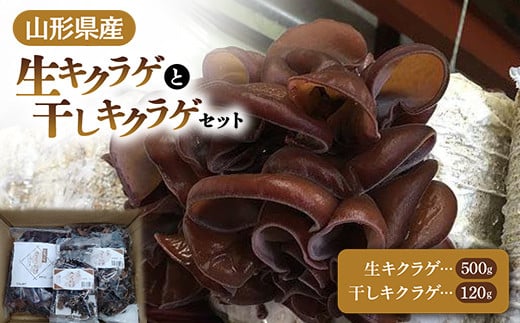 
                  【2026年発送 先行予約】 山形県産 生キクラゲ 500g と 干キクラゲ 100gと20gのセット  きのこ キノコ 野菜 食品 山形県 FSY-0699
                