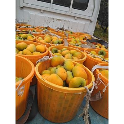 ふるさと納税 橋本市 ケーズファーム　平たねなし柿　12〜13個入　2L〜3Lサイズ |  | 03